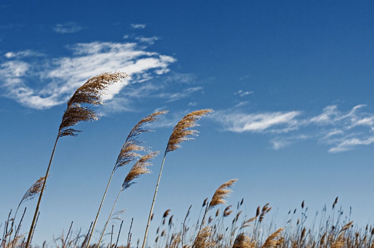Winds
